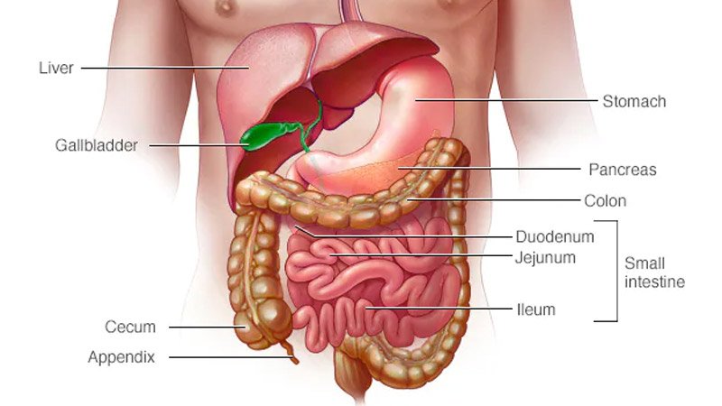 digestive system